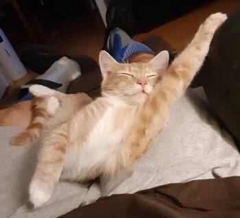 Domestic Short Hair Cats Available for Adoption - Peanut | PetCurious