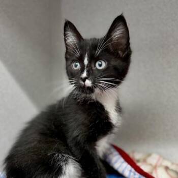 Domestic Short Hair Cats Available for Adoption in Atlanta, Georgia - Winston | PetCurious