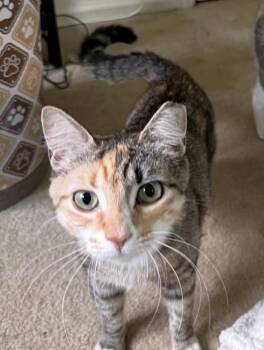 Maia -  Domestic Short Hair Cat for Adoption in Philadelphia, Pennsylvania - Maia | PetCurious