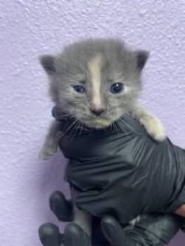 Domestic Medium Hair Cats Available for Adoption in El Paso, Texas - 60828113 | PetCurious