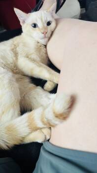 Monty -  Siamese Cat for Adoption in Lafayette, Colorado - Monty | PetCurious