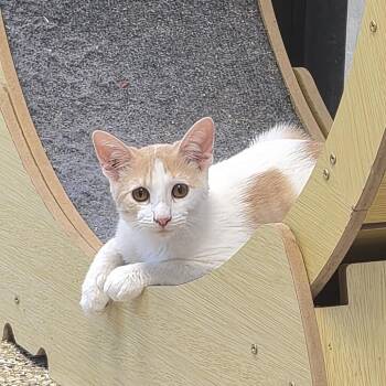 TX4180 Autumn Crisp -  Domestic Short Hair Cat for Adoption in Port Washington, New York - TX4180 Autumn Crisp | PetCurious