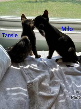 Tansie & Milo -  Domestic Short Hair and Tortoiseshell Cat for Adoption in Canton, Massachusetts - Tansie & Milo | PetCurious