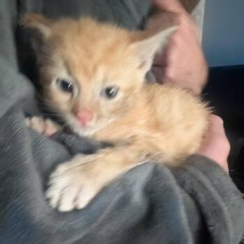 Huckleberry -  Domestic Short Hair Cat for Adoption in Jefferson City, Tennessee - Huckleberry | PetCurious