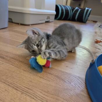 Pearl Haseman -  Domestic Short Hair Cat for Adoption in Morrison, Colorado - Pearl Haseman | PetCurious