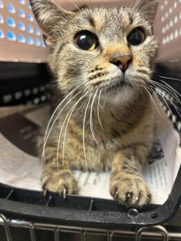 Cherry Blossom -  Domestic Short Hair Cat Available for Adoption in North Brunswick Township, New Jersey - Cherry Blossom | PetCurious