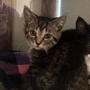 Terra -  Domestic Short Hair Cat for Adoption in Reno, Nevada - Terra | PetCurious