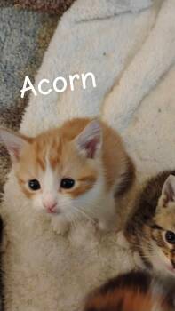 Rescue Domestic Short Hair Cats for Adoption in New Richmond, Wisconsin - Acorn | PetCurious