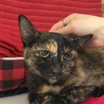 Jeans -  Domestic Short Hair Cat for Adoption in Chicago, Illinois - Jeans | PetCurious