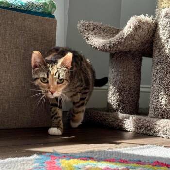 Domestic Short Hair Cats Available for Adoption in Raleigh, North Carolina - Bunny | PetCurious