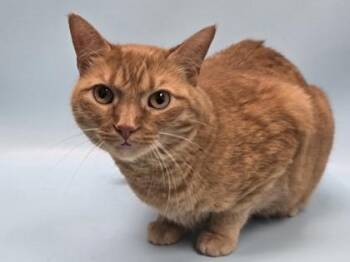Nia -  Domestic Short Hair Cat for Adoption in Minneapolis, Minnesota - Nia | PetCurious