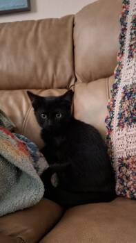 Needle -  Domestic Short Hair Cat for Adoption in Greenwood, Indiana - Needle | PetCurious