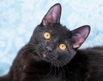 Domestic Short Hair Cats Available for Adoption - Thackery Binx | PetCurious