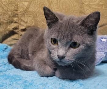 Russian Blue Cats Available for Adoption - Natasha | PetCurious