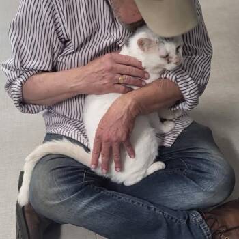 26-258 Mohawk -  Domestic Short Hair Cat for Adoption in North Branford, Connecticut - 26-258 Mohawk | PetCurious