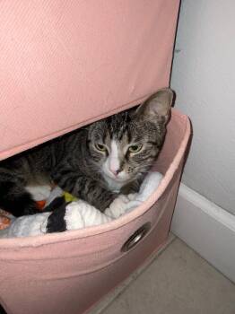 Moira -  Tabby Cat for Adoption in Maitland, Florida - Moira | PetCurious