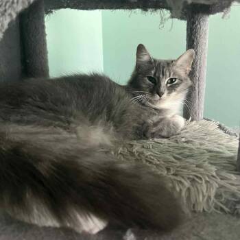 Domestic Medium Hair Cats Available for Adoption in Brownsboro, Alabama - Lemon | PetCurious