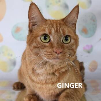 Ginger -  Domestic Short Hair Cat Available for Adoption in Yuma, Arizona - Ginger | PetCurious