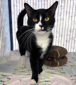 Rescue Domestic Short Hair Cats for Adoption in St. Louis, Missouri - Corky | PetCurious
