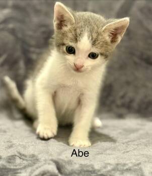 Domestic Short Hair Cats Available for Adoption in Campbell, California - Abe | PetCurious