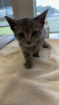 Curly -  Domestic Short Hair Cat for Adoption in Lafayette, Indiana - Curly | PetCurious