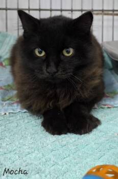 Rescue Domestic Long Hair Cats for Adoption in Key Largo, Florida - Mocha | PetCurious