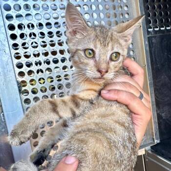 Mac -  Domestic Short Hair Cat for Adoption in Birmingham, Alabama - Mac | PetCurious