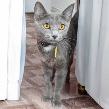 JADE -  Domestic Short Hair Cat for Adoption in St. Louis, Missouri - JADE | PetCurious