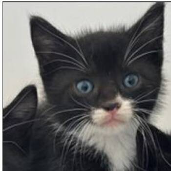 French Toast -  Domestic Short Hair Cat for Adoption in New York, New York - French Toast | PetCurious