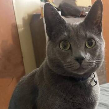 Domestic Short Hair Cats Available for Adoption - Ally | PetCurious