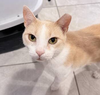 Graciella -  American Shorthair Cat for Adoption in Philadelphia, Pennsylvania - Graciella | PetCurious