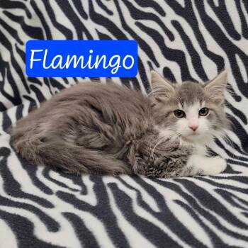 Flamingo -  Domestic Long Hair Cat for Adoption in Parkersburg, West Virginia - Flamingo | PetCurious