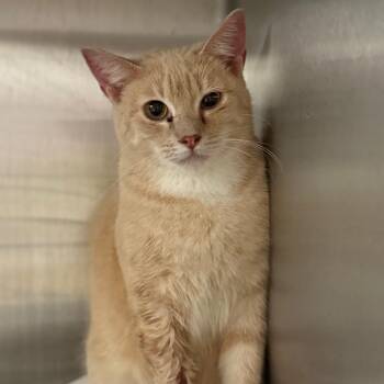 Domestic Short Hair Cats Available for Adoption in Pauls Valley, Oklahoma - Chocolate Sauce | PetCurious