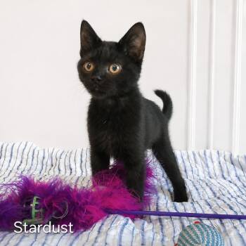 Stardust -  Domestic Short Hair Cat for Adoption in Groveland, Massachusetts - Stardust | PetCurious