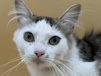 Zoe -  Domestic Medium Hair Cat for Adoption in Portland, Oregon - Zoe | PetCurious