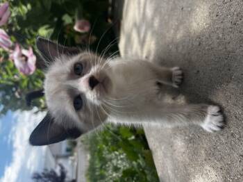 Nadica -  Domestic Medium Hair Cat for Adoption in Fruit Heights, Utah - Nadica | PetCurious