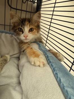 Squirrel -  Domestic Long Hair Cat for Adoption in Blountville, Tennessee - Squirrel | PetCurious