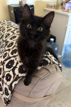 Bizzy -  Maine Coon and Domestic Medium Hair Cat for Adoption in San Tan Valley, Arizona - Bizzy | PetCurious
