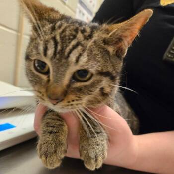 Domestic Short Hair Cats Available for Adoption - Rapunzel | PetCurious