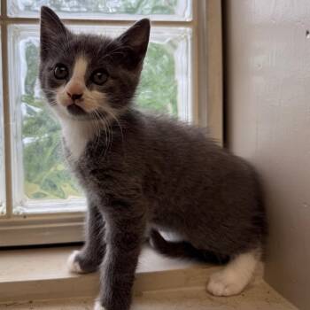 Domestic Short Hair Cats Available for Adoption in Tuscaloosa, Alabama - Earl Grey | PetCurious
