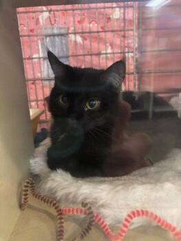 Erasmus -  Domestic Short Hair Cat for Adoption in Fayetteville, Georgia - Erasmus | PetCurious