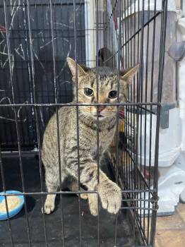 Hot Rod -  Domestic Short Hair Cat for Adoption in Cromwell, Kentucky - Hot Rod | PetCurious