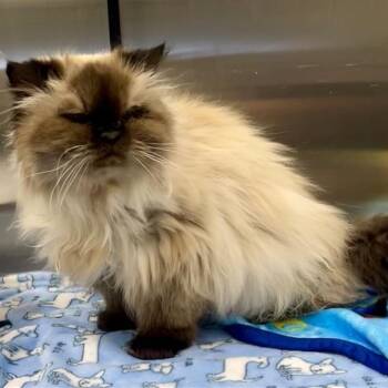 Himalayan Cats Available for Adoption - Katherine | PetCurious