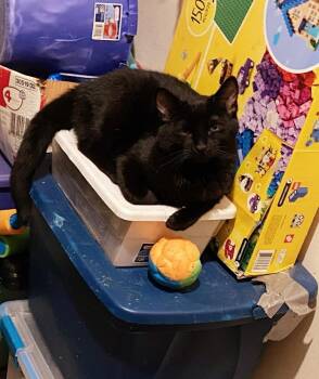 Black Jack -  Domestic Short Hair Cat for Adoption in Lorain, Ohio - Black Jack | PetCurious