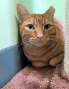 Jefferson -  Domestic Short Hair Cat for Adoption in Kirkland, Washington - Jefferson | PetCurious