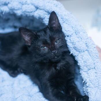 Domestic Short Hair Cats Available for Adoption in St. Augustine, Florida - Alora | PetCurious