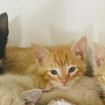 Domestic Short Hair Cats Available for Adoption in Austin, Texas - Ferb | PetCurious