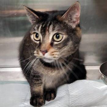 Domestic Short Hair Cats Available for Adoption - Betty Boop | PetCurious