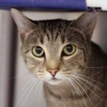 Leroy -  Domestic Short Hair Cat for Adoption in Hilliard, Ohio - Leroy | PetCurious