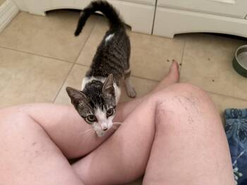 Rescue Tabby Cats for Adoption in Wimauma, Florida - Ivy | PetCurious